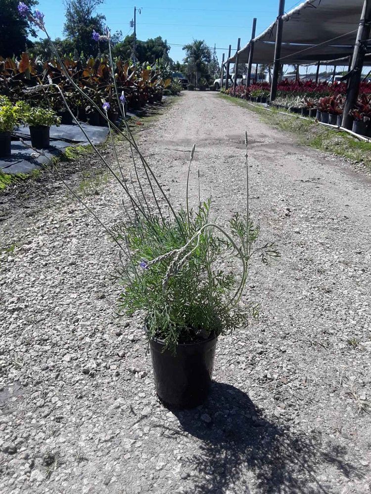 lavandula-pinnata-jagged-lavender