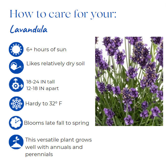 lavandula-pinnata-jagged-lavender
