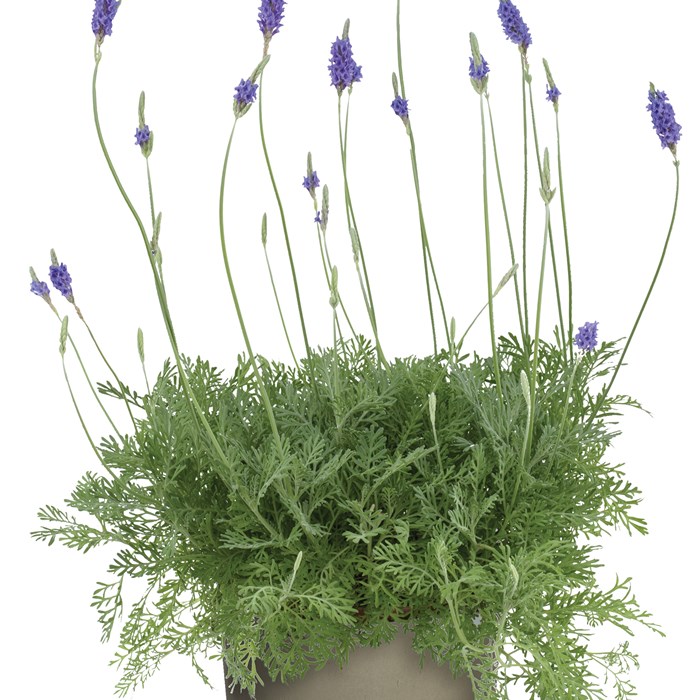 lavandula-pinnata-jagged-lavender