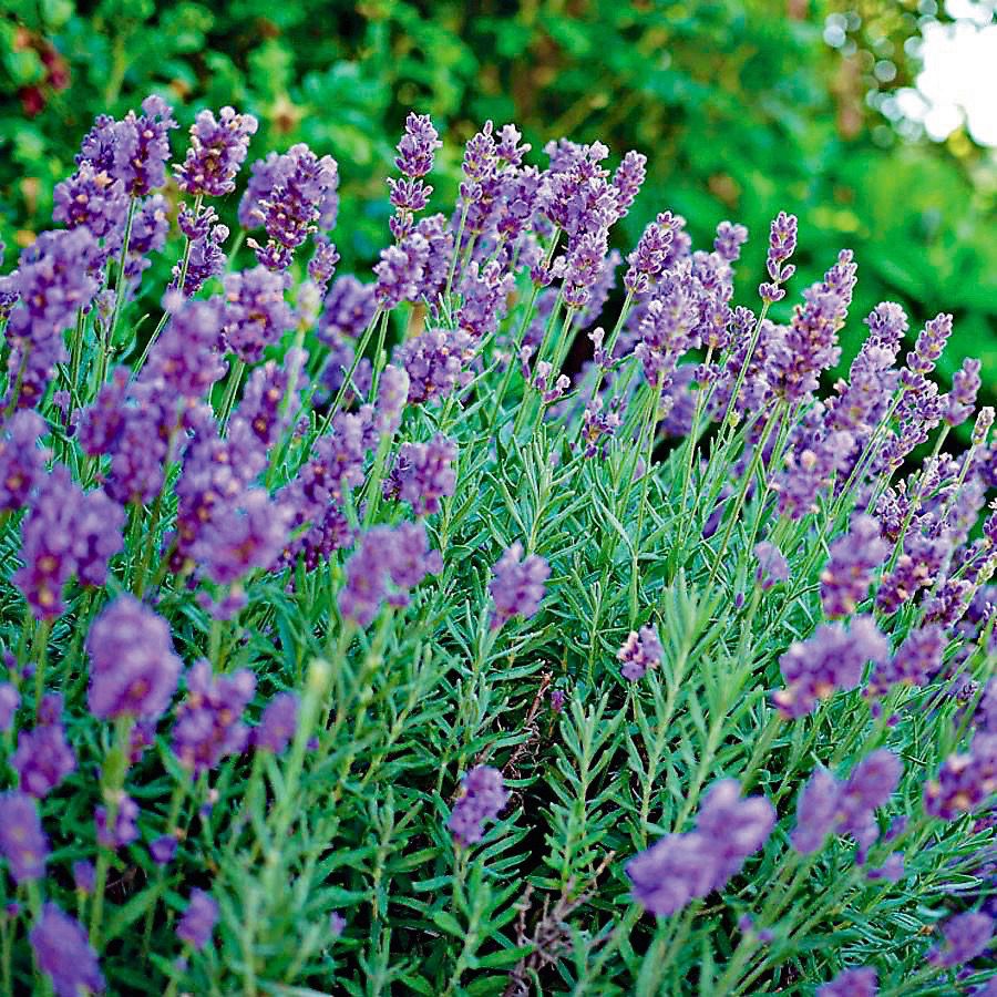 lavandula-sensational-lavender
