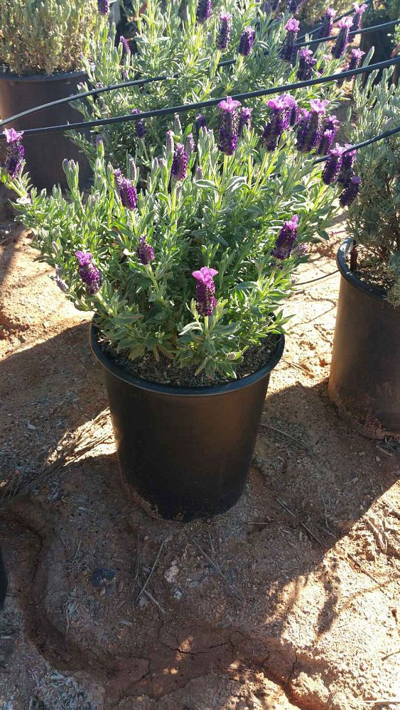 lavandula-stoechas-otto-quast-spanish-lavender