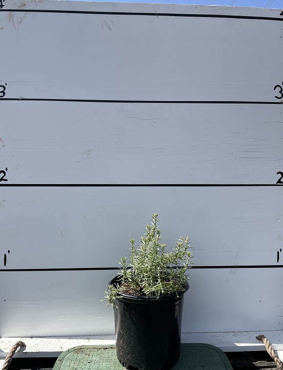 lavandula-stoechas-spanish-lavender