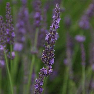 lavandula-x-intermedia-phenomenal-lavender-hybrid