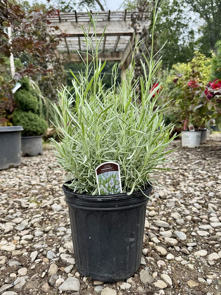 lavandula-x-intermedia-phenomenal-lavender-hybrid