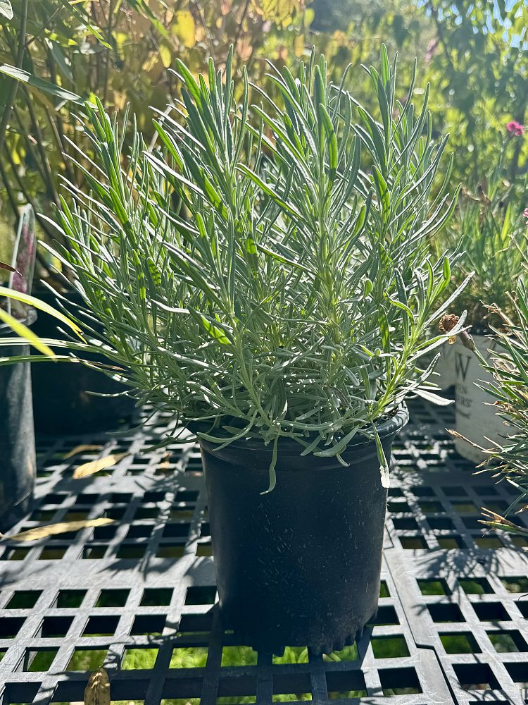 lavandula-x-intermedia-phenomenal-lavender-hybrid