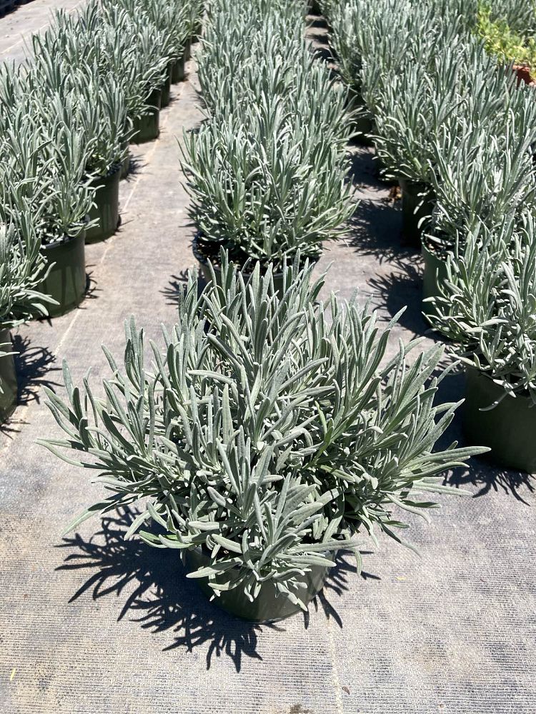 lavandula-x-intermedia-provence-lavender-hybrid