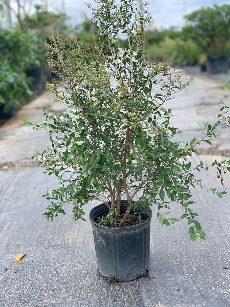 lawsonia-inermis-egyptian-privet-mignonette-tree-henna