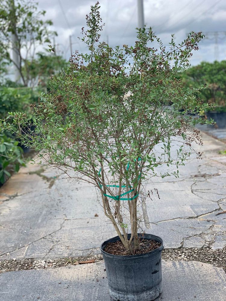 lawsonia-inermis-egyptian-privet-mignonette-tree-henna