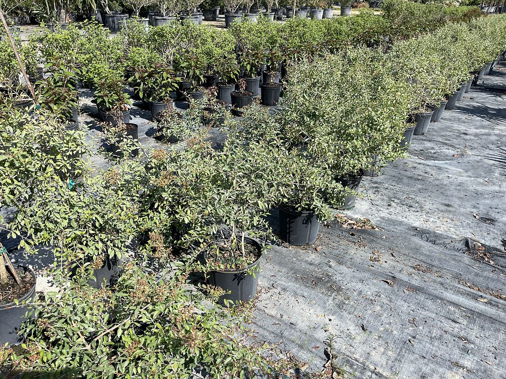 lawsonia-inermis-egyptian-privet-mignonette-tree-henna