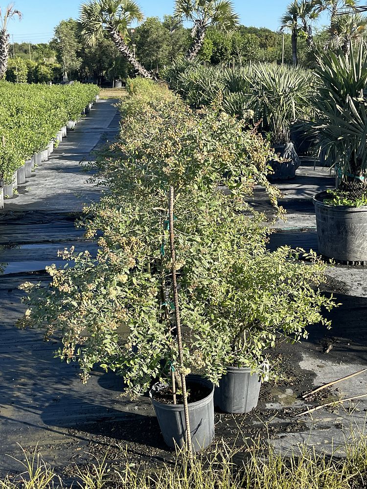 lawsonia-inermis-egyptian-privet-mignonette-tree-henna