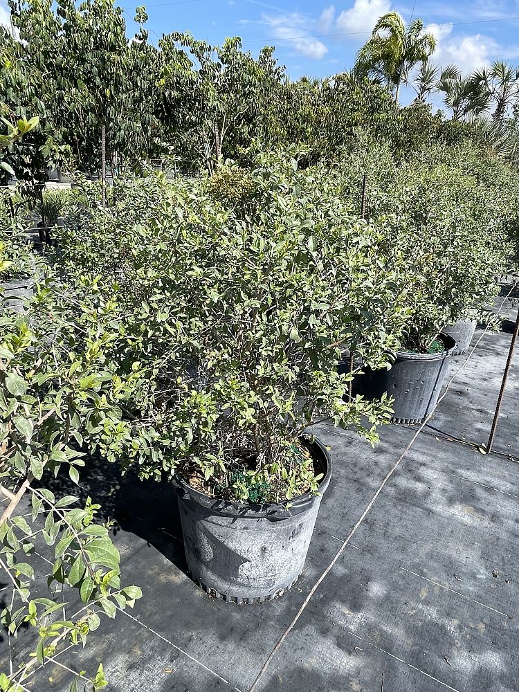 lawsonia-inermis-egyptian-privet-mignonette-tree-henna