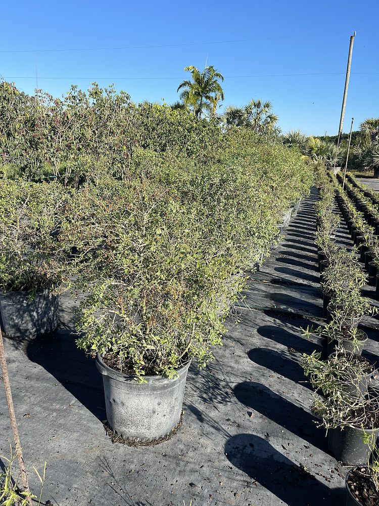 lawsonia-inermis-egyptian-privet-mignonette-tree-henna