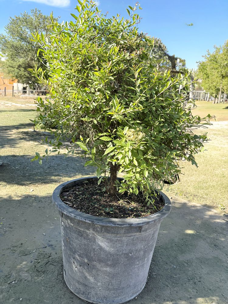 lawsonia-inermis-egyptian-privet-mignonette-tree-henna