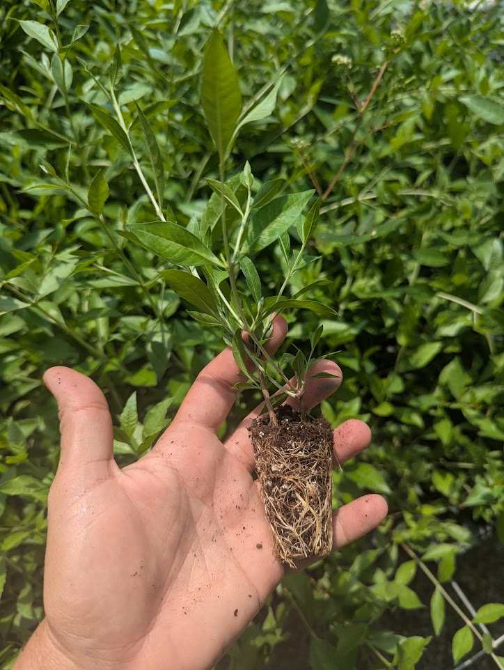 lawsonia-inermis-egyptian-privet-mignonette-tree-henna
