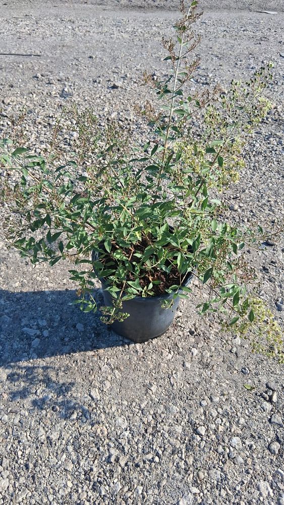 lawsonia-inermis-egyptian-privet-mignonette-tree-henna
