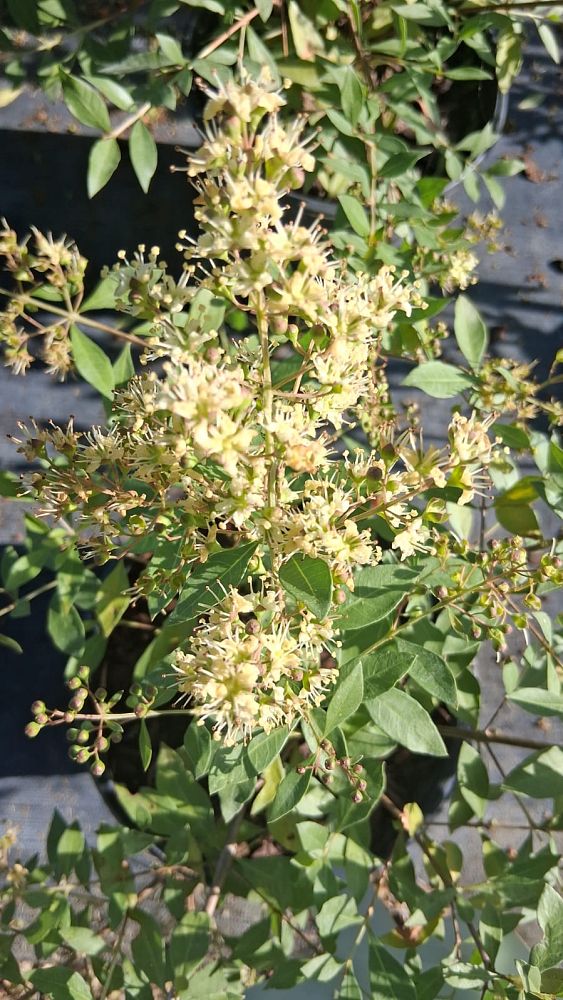 lawsonia-inermis-egyptian-privet-mignonette-tree-henna