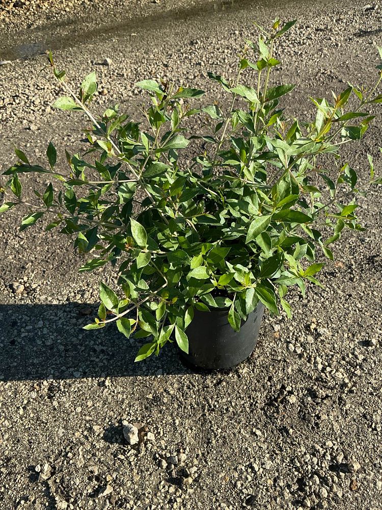 lawsonia-inermis-egyptian-privet-mignonette-tree-henna