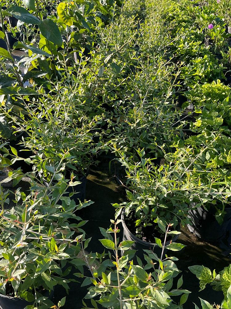 lawsonia-inermis-egyptian-privet-mignonette-tree-henna