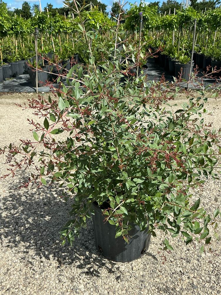 lawsonia-inermis-egyptian-privet-mignonette-tree-henna