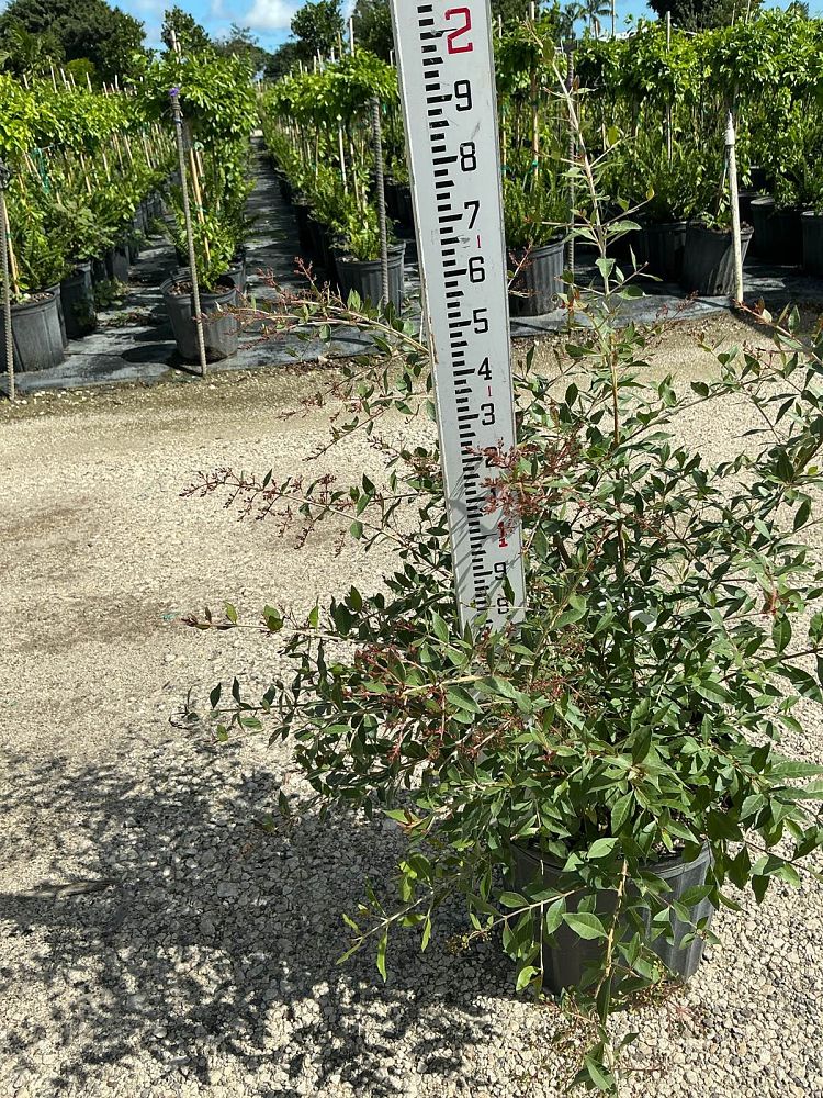 lawsonia-inermis-egyptian-privet-mignonette-tree-henna