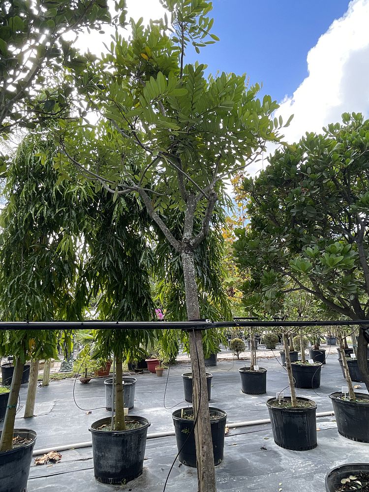 lecythis-zabucajo-lecythis-paradise-tree