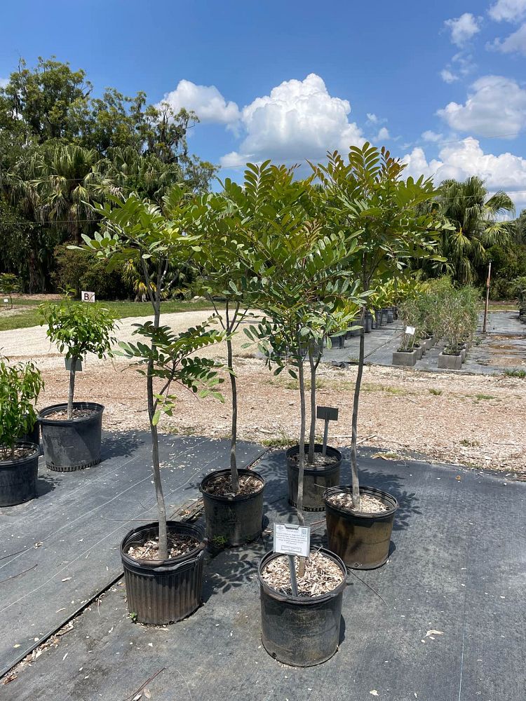 lecythis-zabucajo-lecythis-paradise-tree