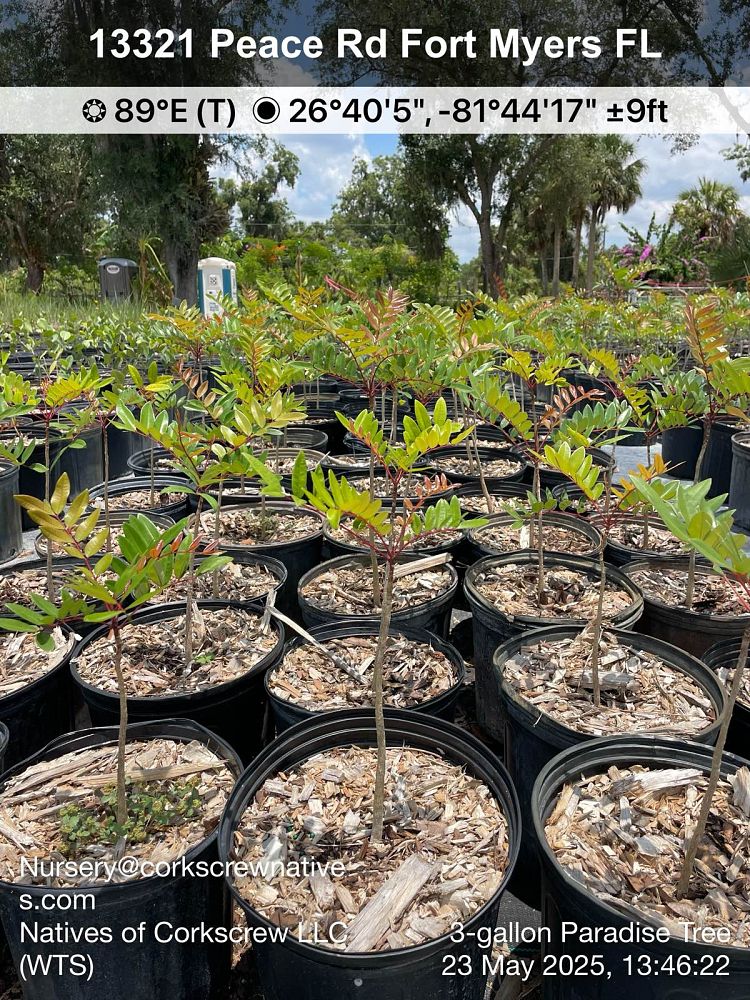 lecythis-zabucajo-lecythis-paradise-tree