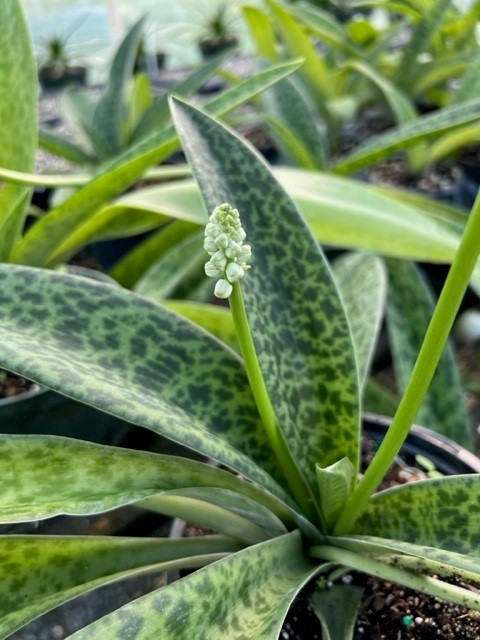 ledebouria-kirkii