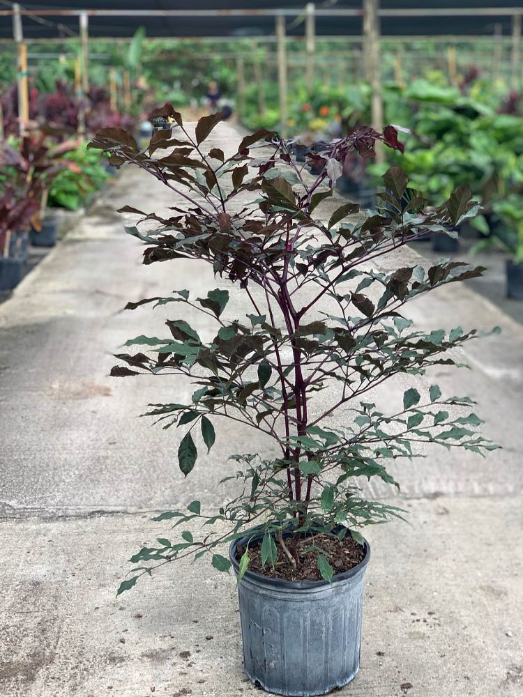 leea-coccinea-rubra-west-indian-holly-red-leea