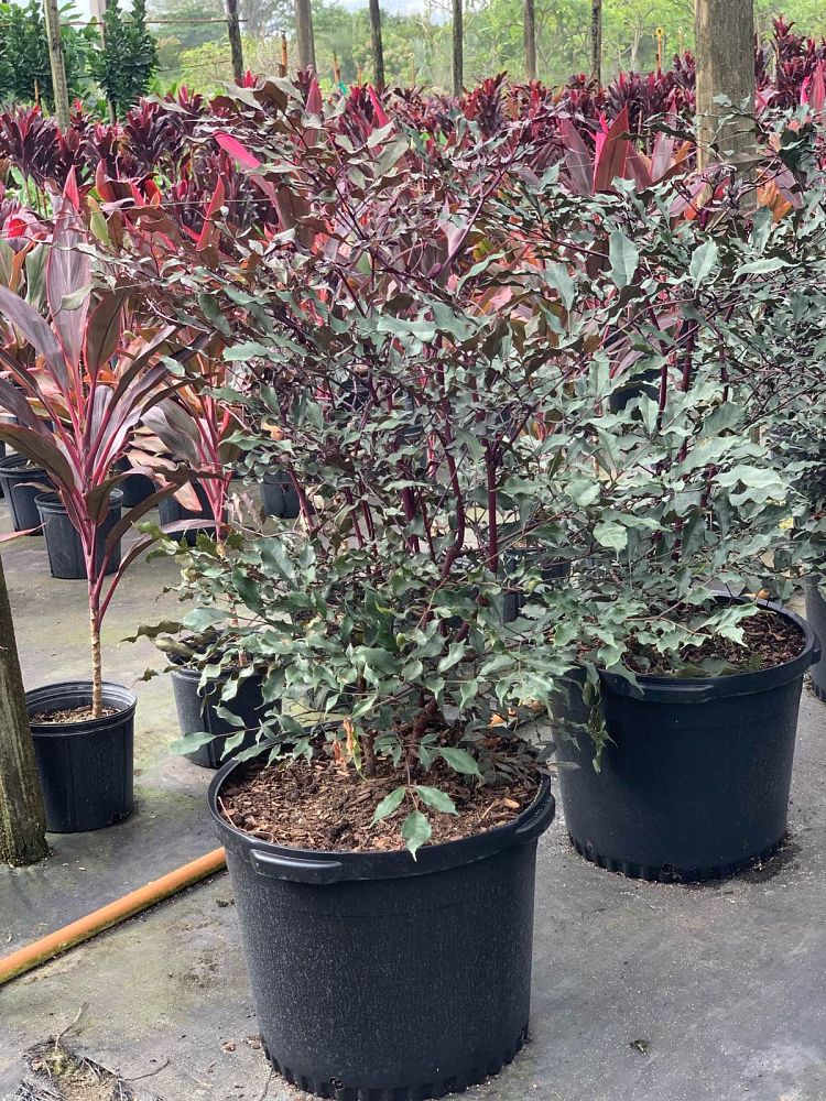 leea-coccinea-rubra-west-indian-holly-red-leea