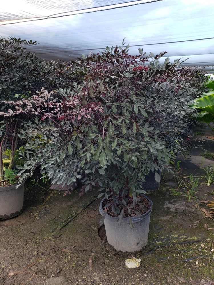 Quetzal Nursery | plantANT.com