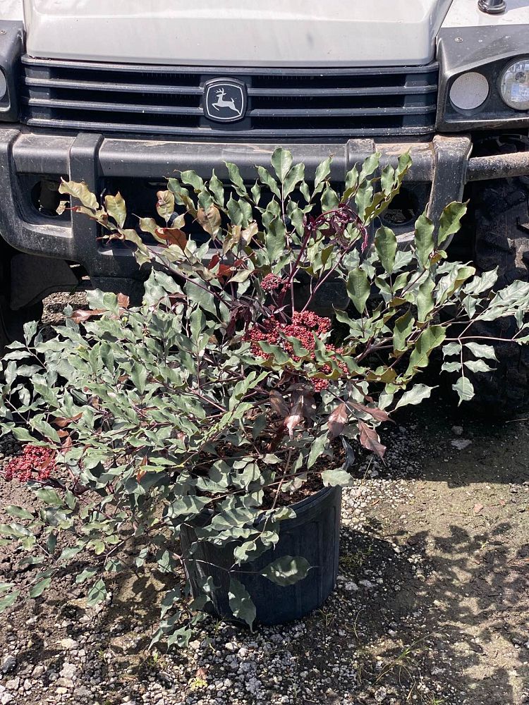 leea-coccinea-rubra-west-indian-holly-red-leea