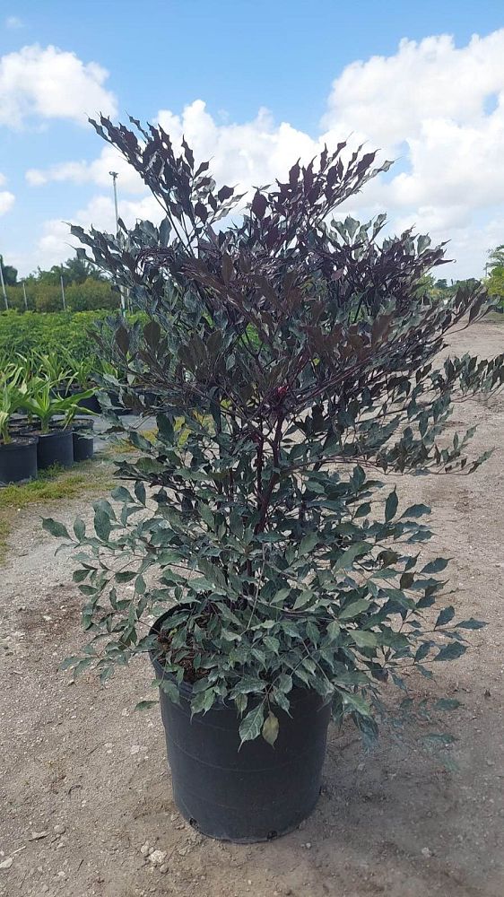 leea-coccinea-rubra-west-indian-holly-red-leea