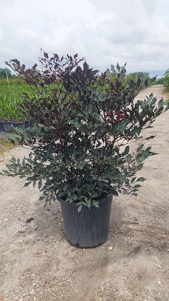 leea-coccinea-rubra-west-indian-holly-red-leea