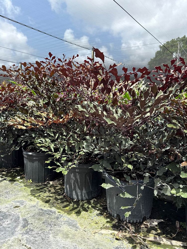 leea-coccinea-rubra-west-indian-holly-red-leea