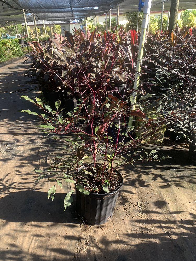 leea-coccinea-rubra-west-indian-holly-red-leea