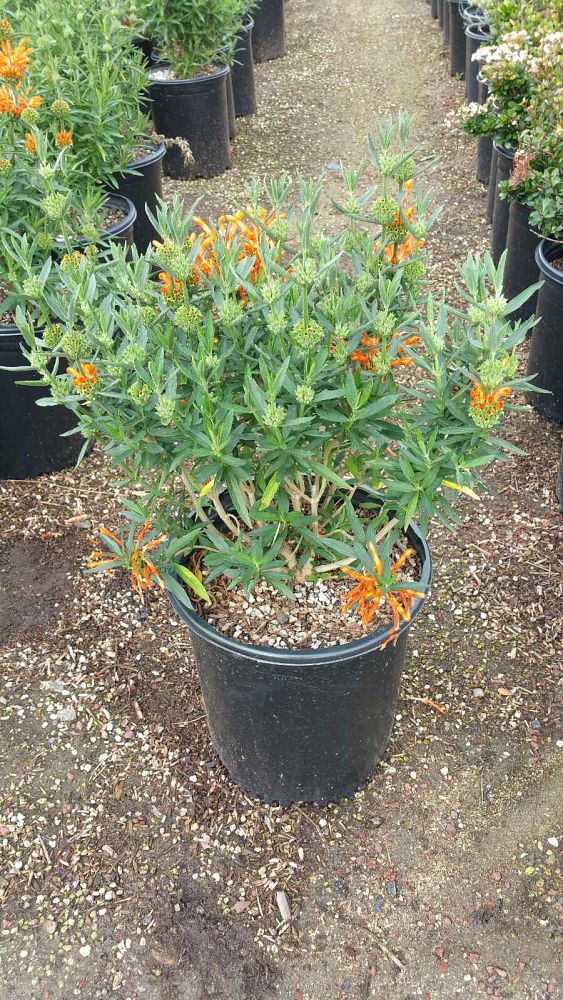 leonotis-leonurus-lion-s-tail-wild-dagga-lion-s-ear