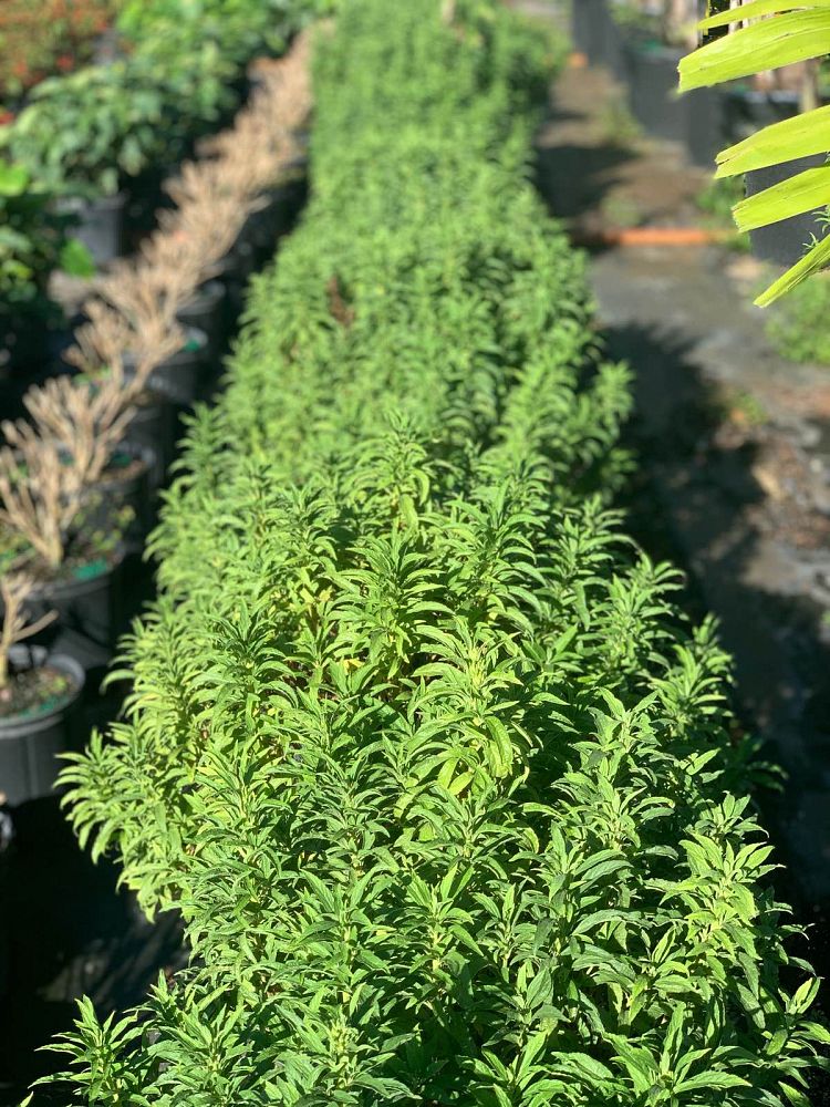 leonotis-leonurus-lion-s-tail-wild-dagga-lion-s-ear
