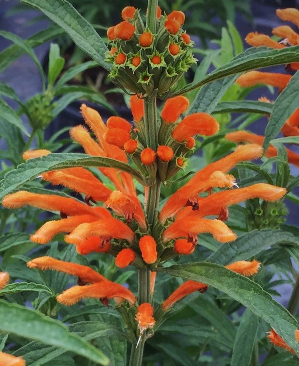 leonotis-leonurus-lion-s-tail-wild-dagga-lion-s-ear