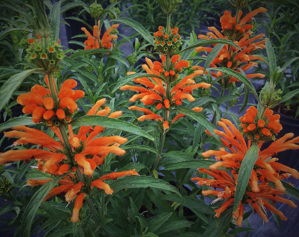 leonotis-leonurus-lion-s-tail-wild-dagga-lion-s-ear