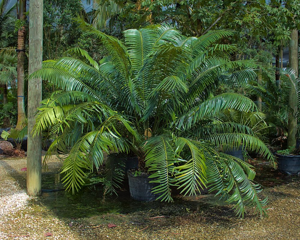 lepidozamia-hopei