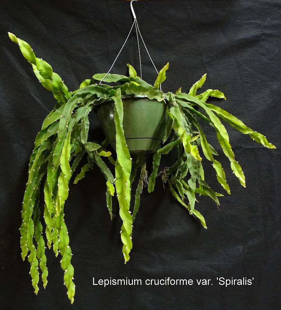 lepismium-cruciforme-var-spiralis