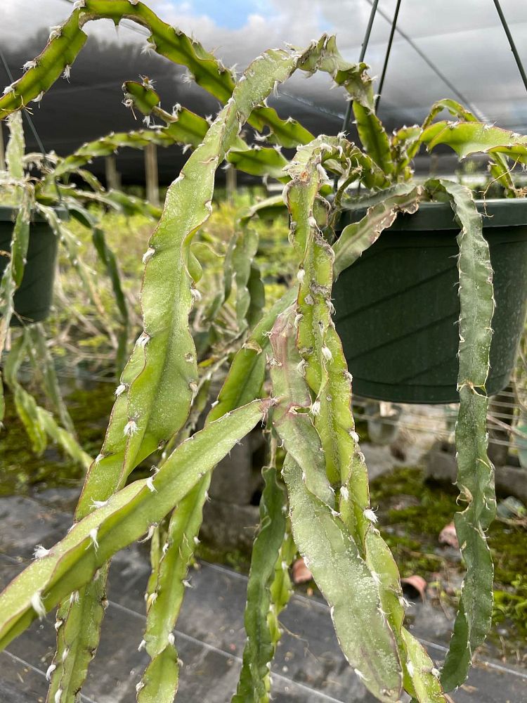 lepismium-cruciforme-var-spiralis