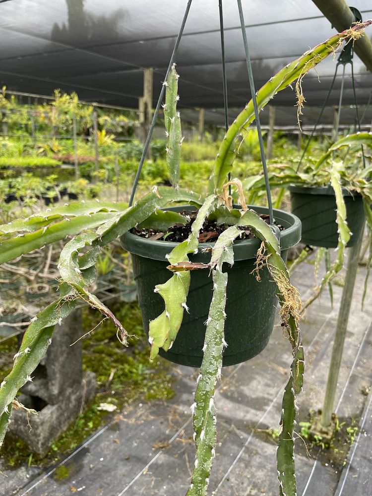 lepismium-cruciforme-var-spiralis