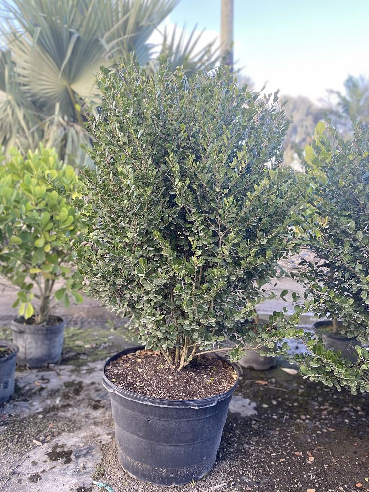 leptopus-maidenbush