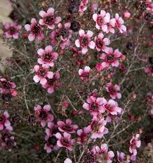 leptospermum-scoparium-helene-strybling-new-zealand-tea-tree