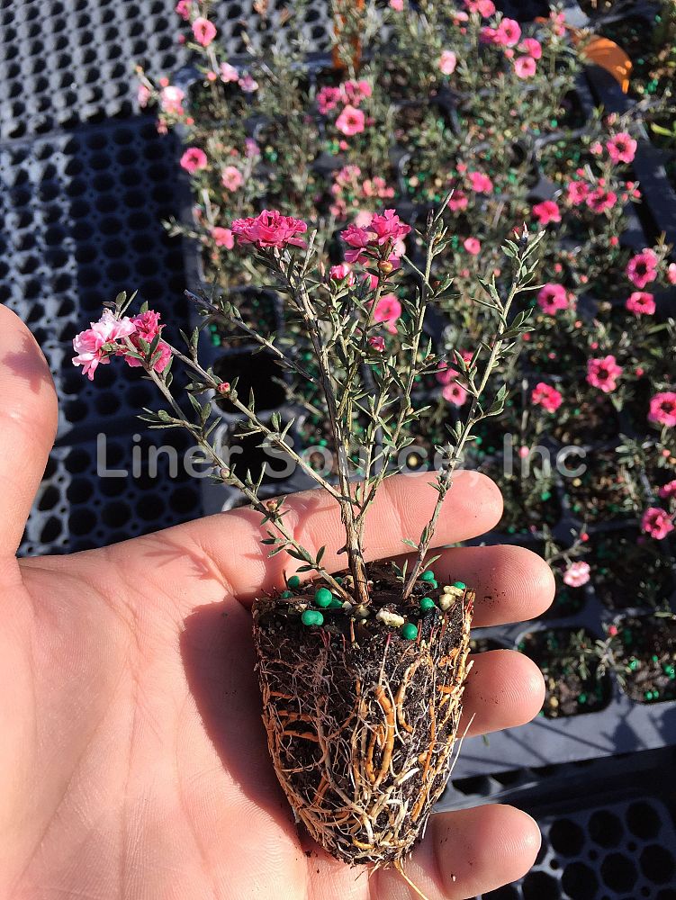 leptospermum-scoparium-new-zealand-tea-tree