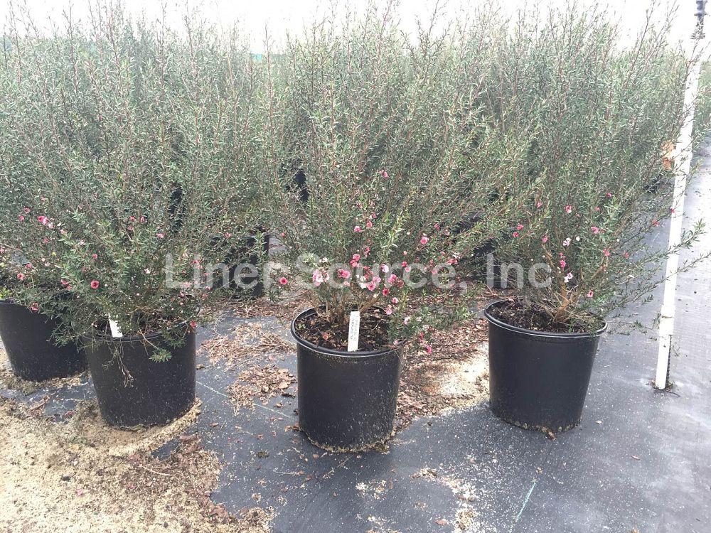 leptospermum-scoparium-new-zealand-tea-tree