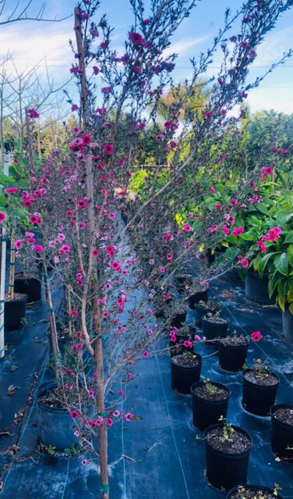 leptospermum-scoparium-new-zealand-tea-tree