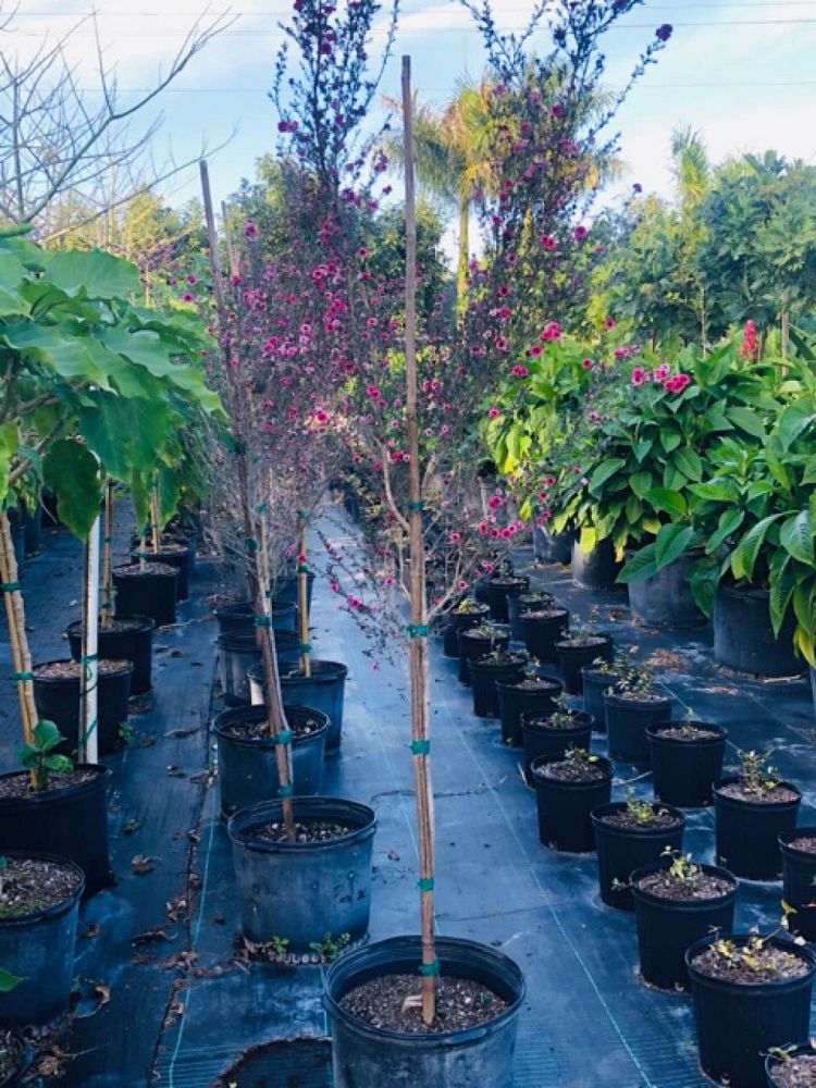 leptospermum-scoparium-new-zealand-tea-tree